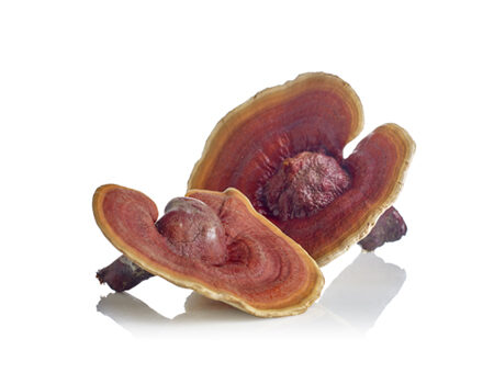ingredients_reishi-mushroom_450x350